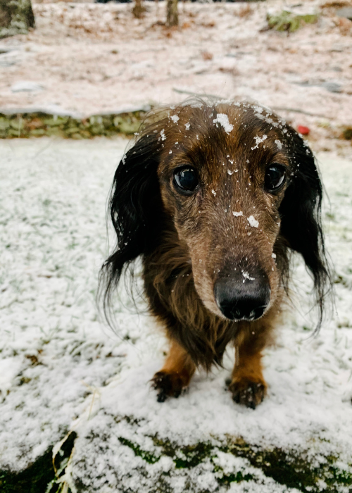 My Dachshund in the snow