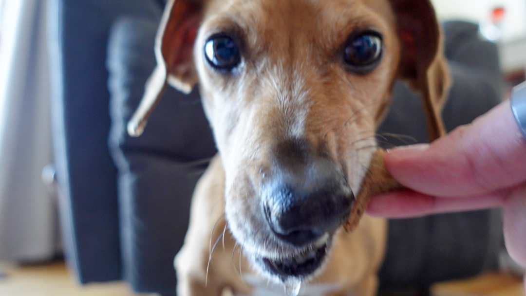 Dog grabbing a flaxseed cookie for dogs from a hand.
