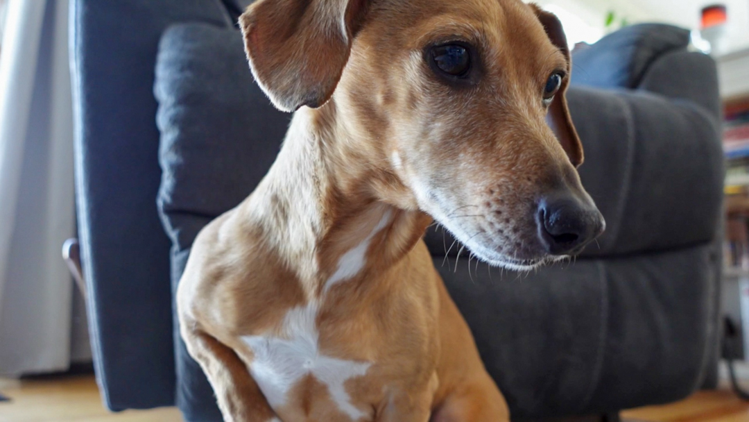 Dog staring at a flaxseed cookie for dogs being held out of camera view.