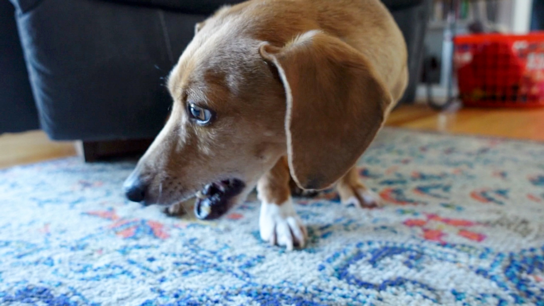 Dog eating a flaxseed cookie for dogs on a carpet.